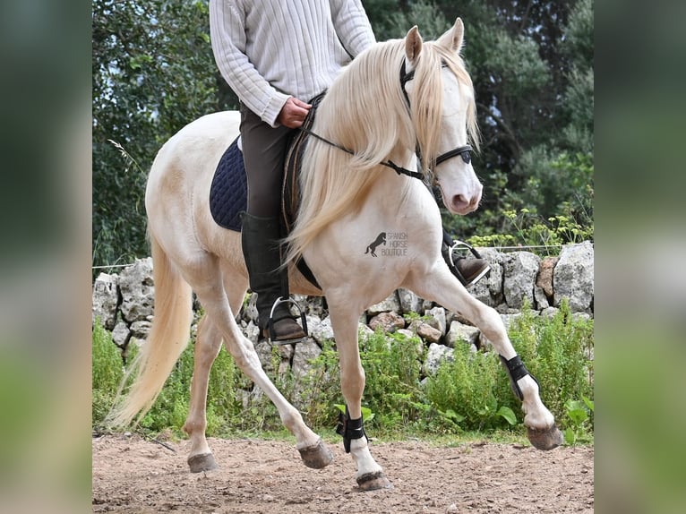 Andaluces Yegua 6 años 153 cm Cremello in Mallorca