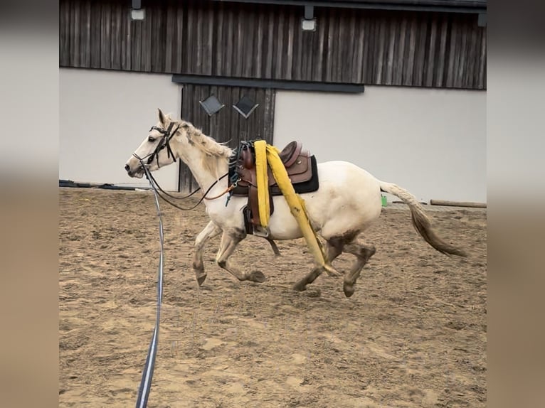 Andaluces Mestizo Yegua 6 años 153 cm Pío in Daleiden