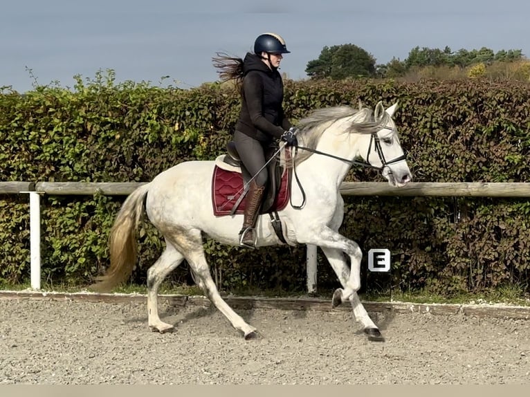 Andaluces Yegua 6 años 153 cm Tordo in Neustadt (Wied)