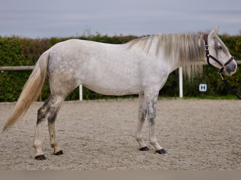 Andaluces Yegua 6 años 153 cm Tordo in Neustadt (Wied)