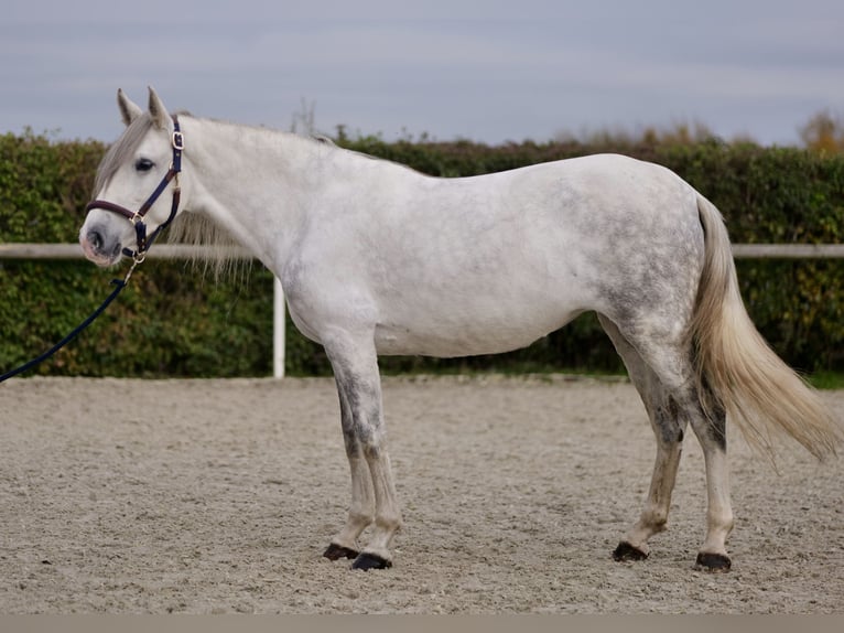 Andaluces Yegua 6 años 153 cm Tordo in Neustadt (Wied)