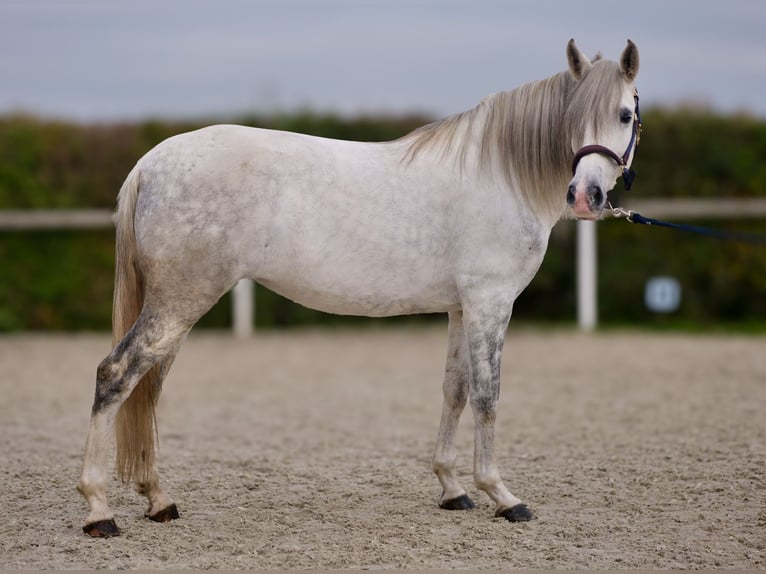 Andaluces Yegua 6 años 153 cm Tordo in Neustadt (Wied)