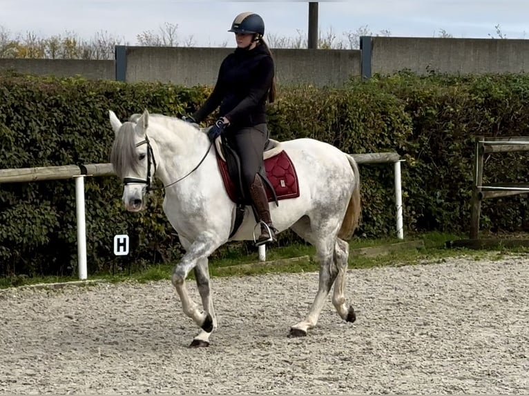 Andaluces Yegua 6 años 153 cm Tordo in Neustadt (Wied)