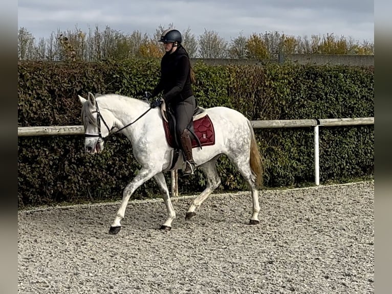 Andaluces Yegua 6 años 153 cm Tordo in Neustadt (Wied)