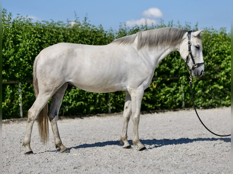 Andaluces Yegua 6 años 153 cm Tordo in Neustadt (Wied)