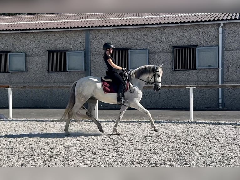 Andaluces Yegua 6 años 153 cm Tordo in Neustadt (Wied)