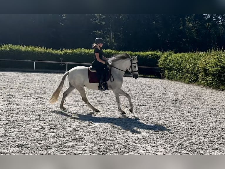 Andaluces Yegua 6 años 153 cm Tordo in Neustadt (Wied)