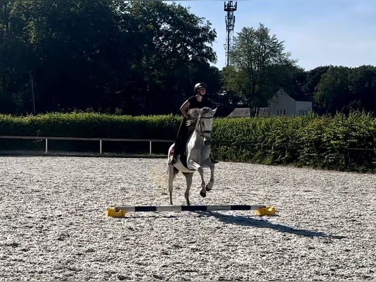 Andaluces Yegua 6 años 153 cm Tordo in Neustadt (Wied)