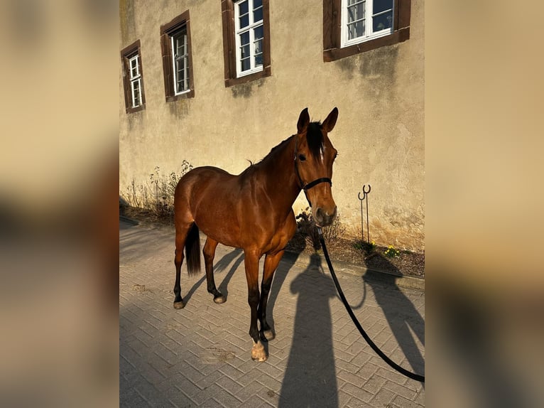 Andaluces Yegua 6 años 155 cm Castaño in Warburg