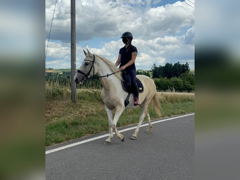 Andaluces Mestizo Yegua 6 años 155 cm Palomino in Daleiden