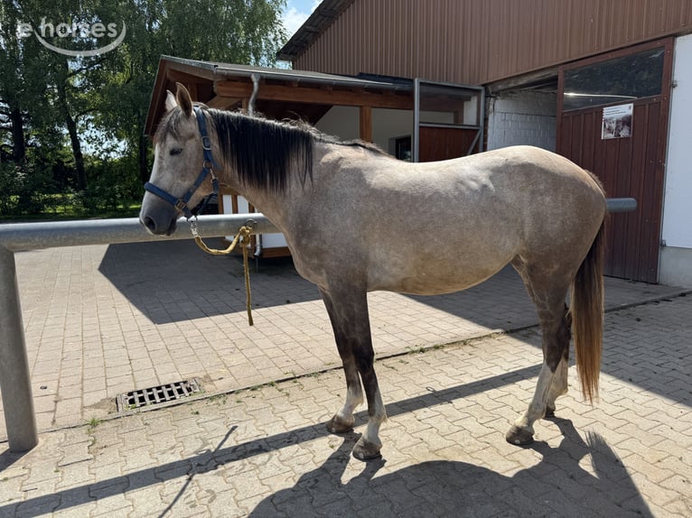 Andaluces Mestizo Yegua 6 años 155 cm Tordo picazo in Frankenberg (Eder)