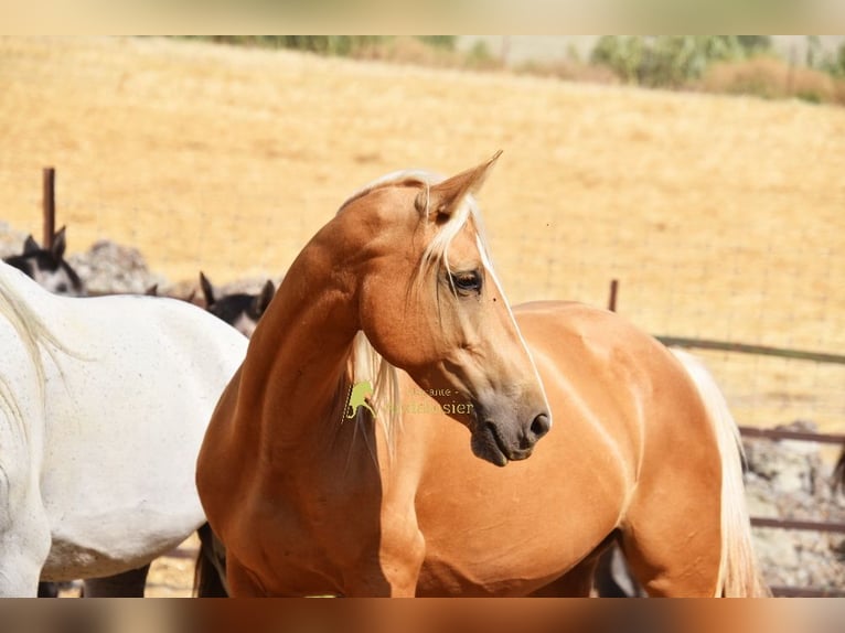 Andaluces Yegua 6 años 156 cm Palomino in Provinz Cordoba