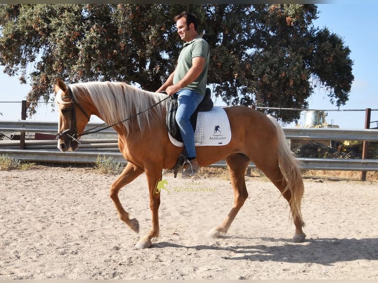Andaluces Yegua 6 años 156 cm Palomino in Provinz Cordoba