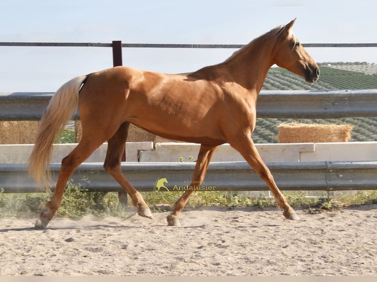 Andaluces Yegua 6 años 156 cm Palomino in Provinz Cordoba