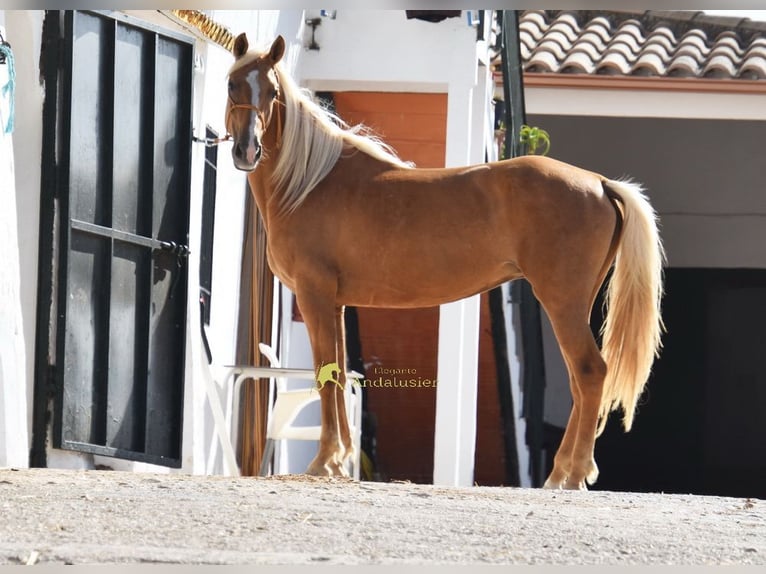 Andaluces Yegua 6 años 156 cm Palomino in Provinz Cordoba