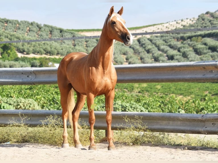 Andaluces Yegua 6 años 156 cm Palomino in Provinz Cordoba
