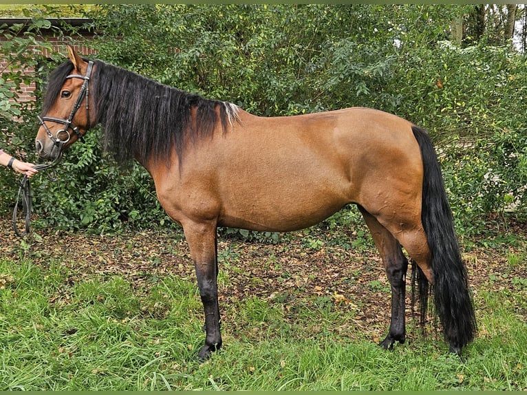 Andaluces Yegua 6 años 158 cm Castaño in Nettetal