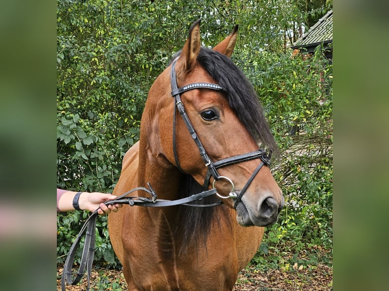 Andaluces Yegua 6 años 158 cm Castaño in Nettetal