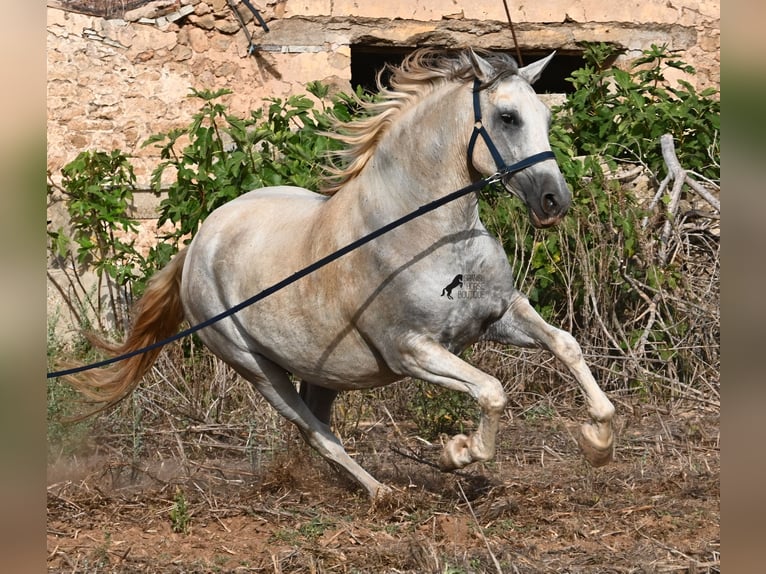 Andaluces Yegua 6 años 158 cm Tordo in Menorca