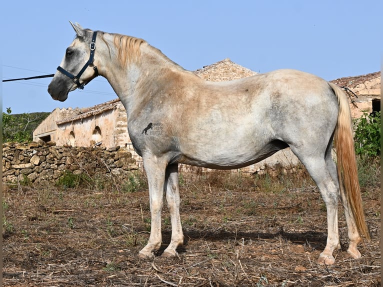Andaluces Yegua 6 años 158 cm Tordo in Menorca