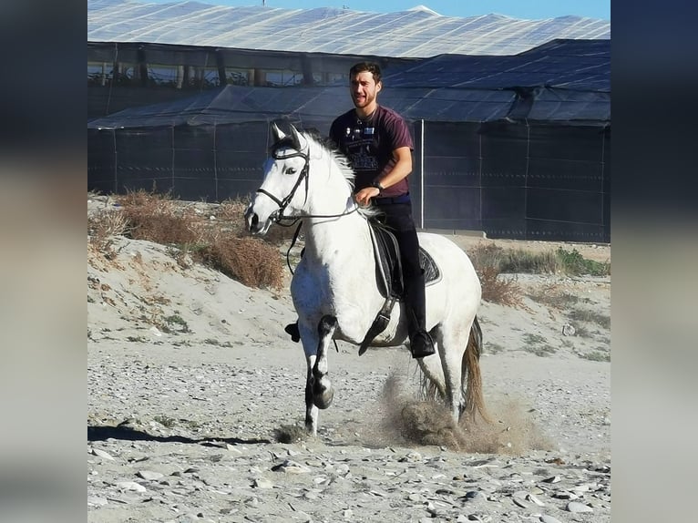 Andaluces Yegua 6 años 158 cm Tordo in Adra Almeria