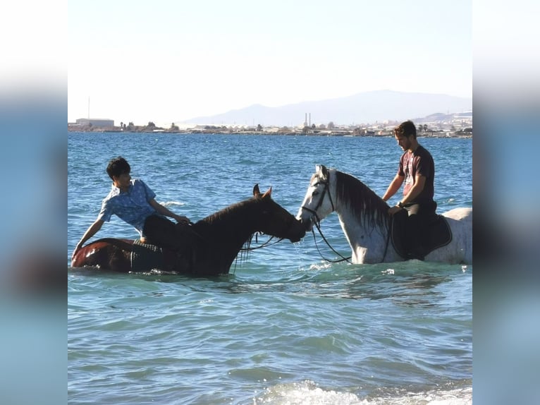 Andaluces Yegua 6 años 158 cm Tordo in Adra Almeria