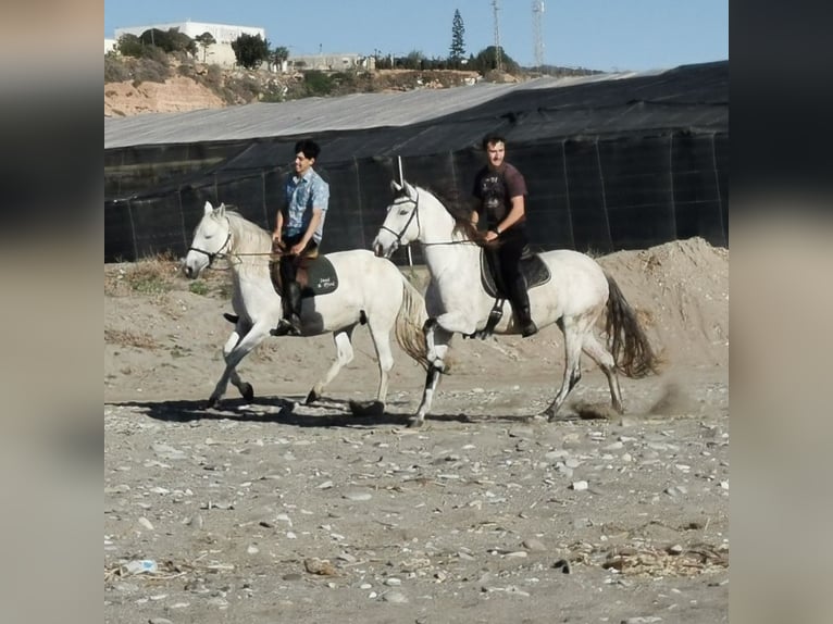 Andaluces Yegua 6 años 158 cm Tordo in Adra Almeria