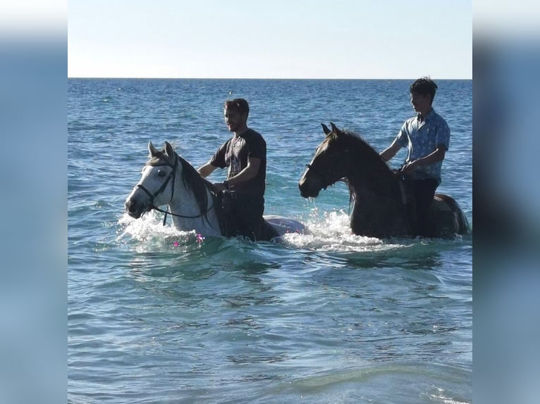 Andaluces Yegua 6 años 158 cm Tordo in Adra Almeria