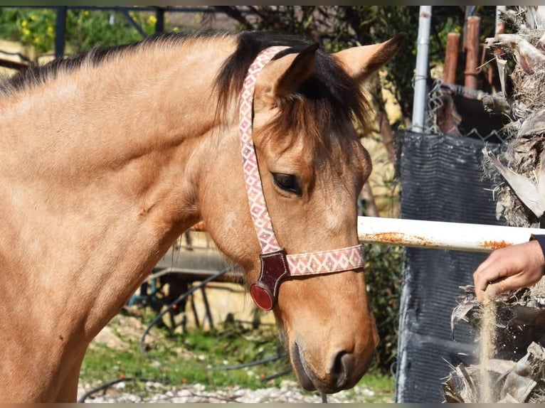 Andaluces Yegua 6 años 161 cm Bayo in Provinz Malaga