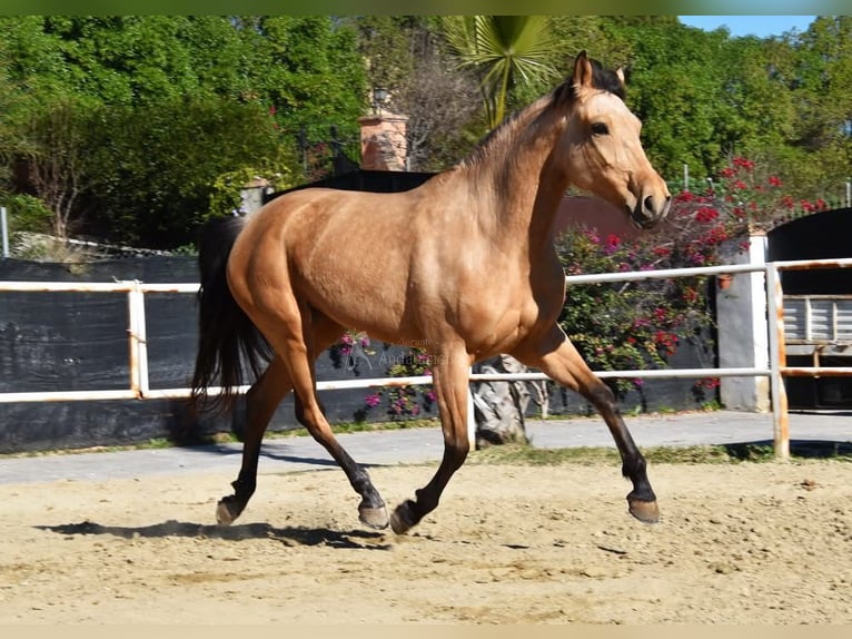 Andaluces Yegua 6 años 161 cm Bayo in Provinz Malaga