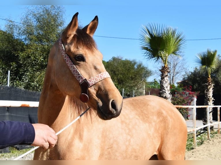 Andaluces Yegua 6 años 161 cm Bayo in Provinz Malaga