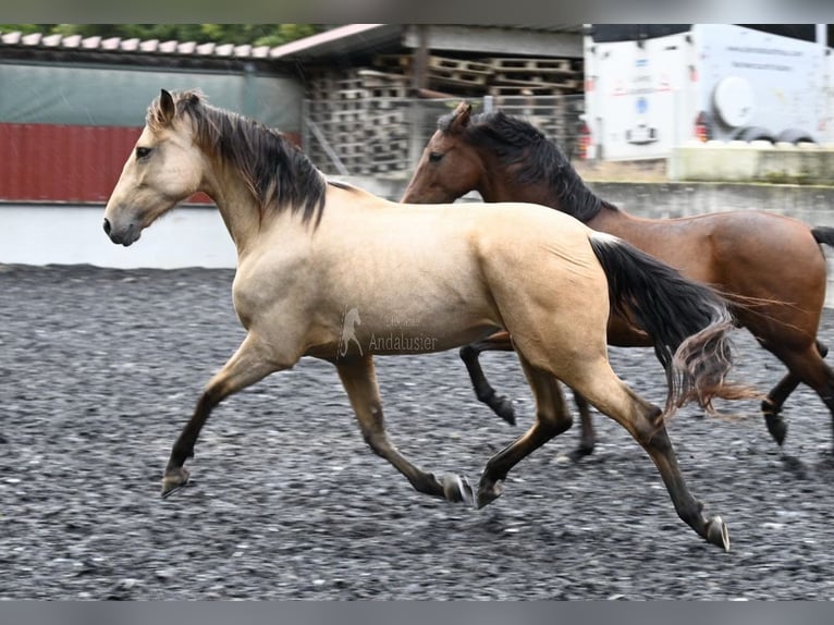 Andaluces Yegua 6 años 161 cm Bayo in Provinz Malaga