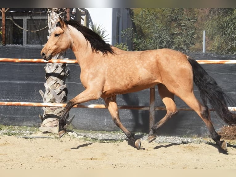 Andaluces Yegua 6 años 161 cm Bayo in Provinz Malaga