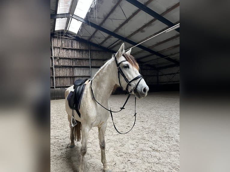 Andaluces Yegua 6 años 161 cm Tordo in Druten