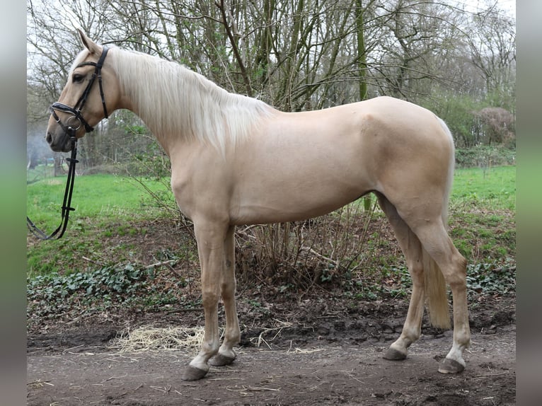 Andaluces Yegua 6 años 162 cm Palomino in Nettetal