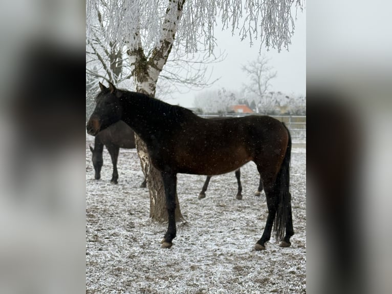 Andaluces Yegua 6 años 163 cm Castaño in AchstettenAchstetten