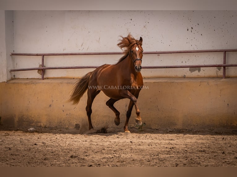 Andaluces Yegua 6 años 167 cm Alazán in Rafelguaraf