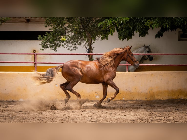 Andaluces Yegua 6 años 167 cm Alazán in Rafelguaraf