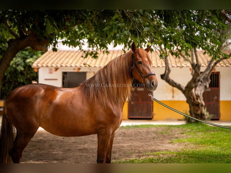 Andaluces Yegua 6 años 167 cm Alazán in Rafelguaraf