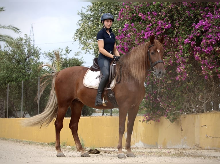 Andaluces Yegua 6 años 168 cm Alazán in Valencia