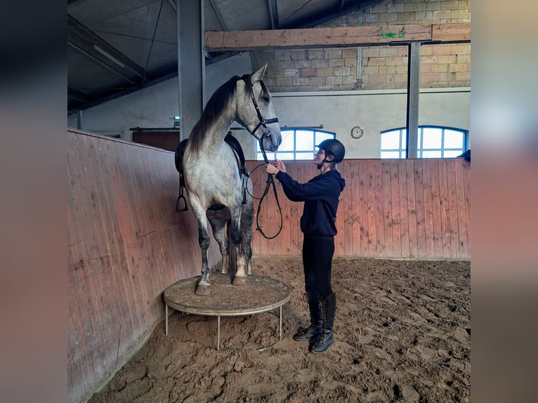 Andaluces Yegua 6 años 168 cm Tordo rodado in Sögel