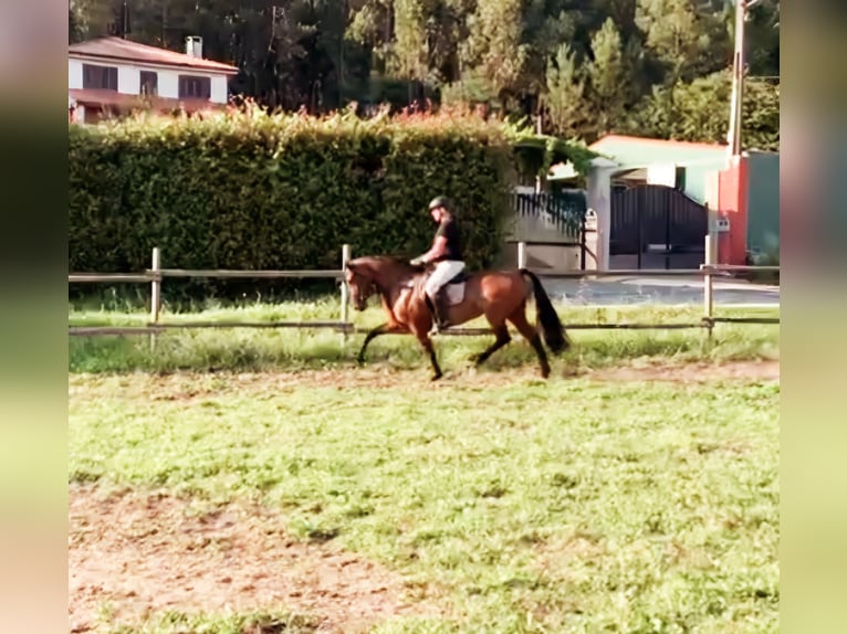 Andaluces Yegua 6 años 169 cm Castaño in Puertollano