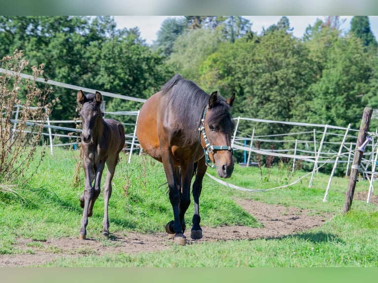 Andaluces Mestizo Yegua 7 años 148 cm Castaño in Aachen