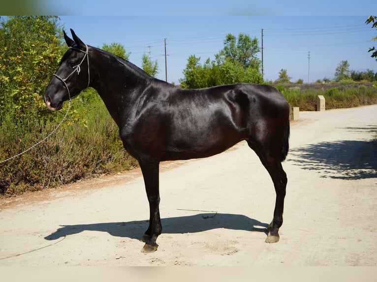 Andaluces Yegua 7 años 152 cm Negro in Corona