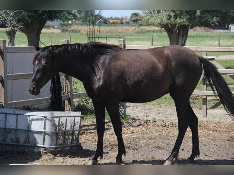 Andaluces Yegua 7 años 153 cm Negro in Groede