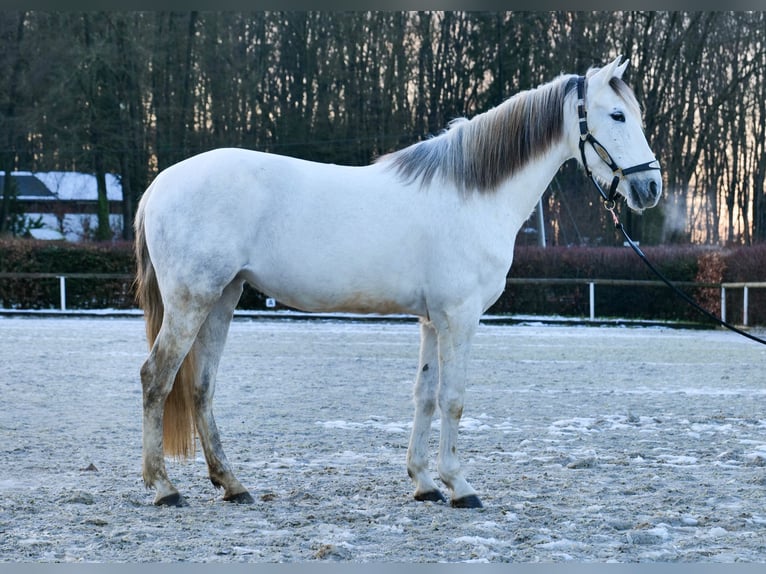 Andaluces Yegua 7 años 153 cm Tordo in Neustadt (Wied)