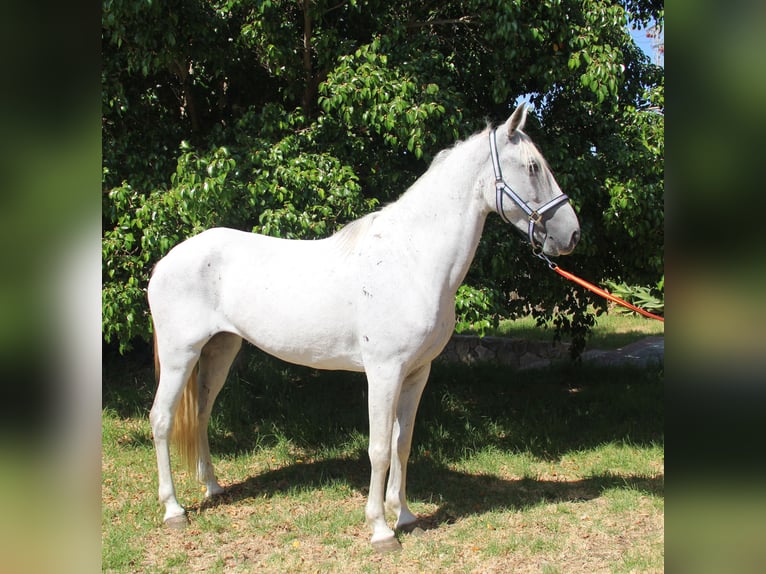 Andaluces Yegua 7 años 153 cm Tordo in Vejer de la Frontera