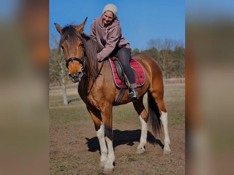 Andaluces Mestizo Yegua 7 años 155 cm Castaño in Thyrow