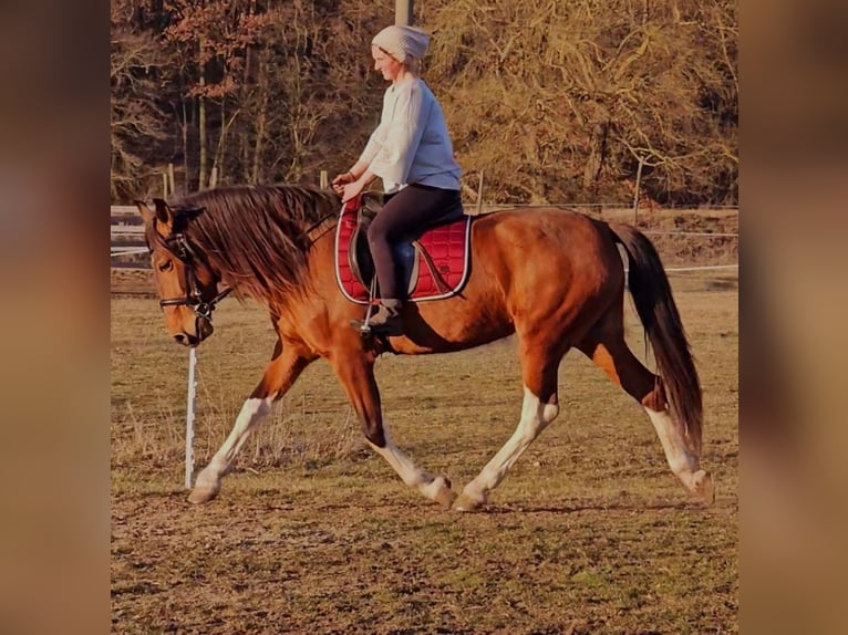 Andaluces Mestizo Yegua 7 años 155 cm Castaño in Thyrow