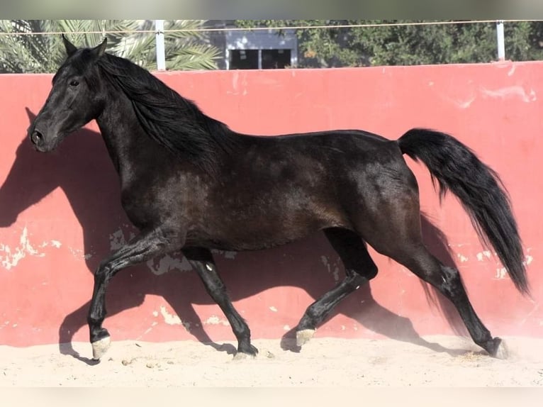 Andaluces Yegua 7 años 157 cm Negro in Alicante/Alacant